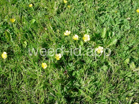 buttercup, creeping